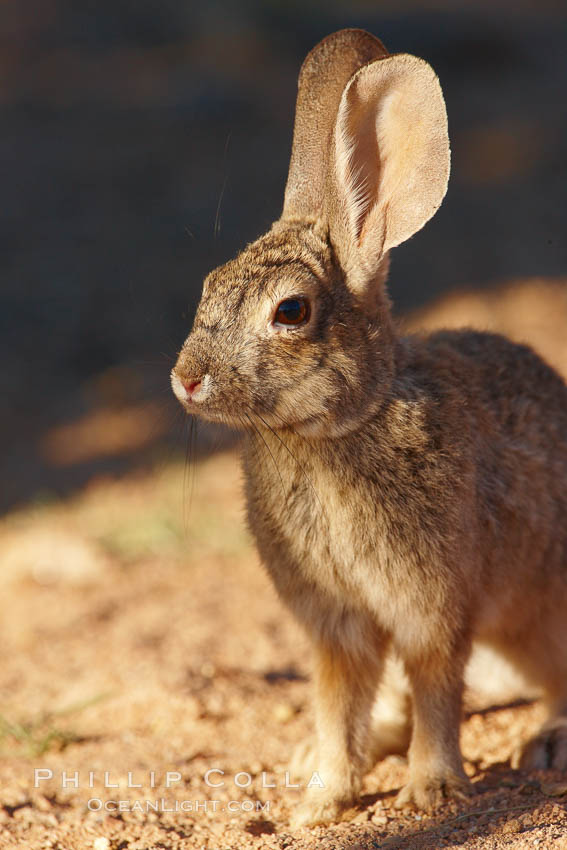 Desert cottontail, or Audubon's cottontail rabbit. Amado, Arizona, USA, Sylvilagus audubonii, natural history stock photograph, photo id 23070