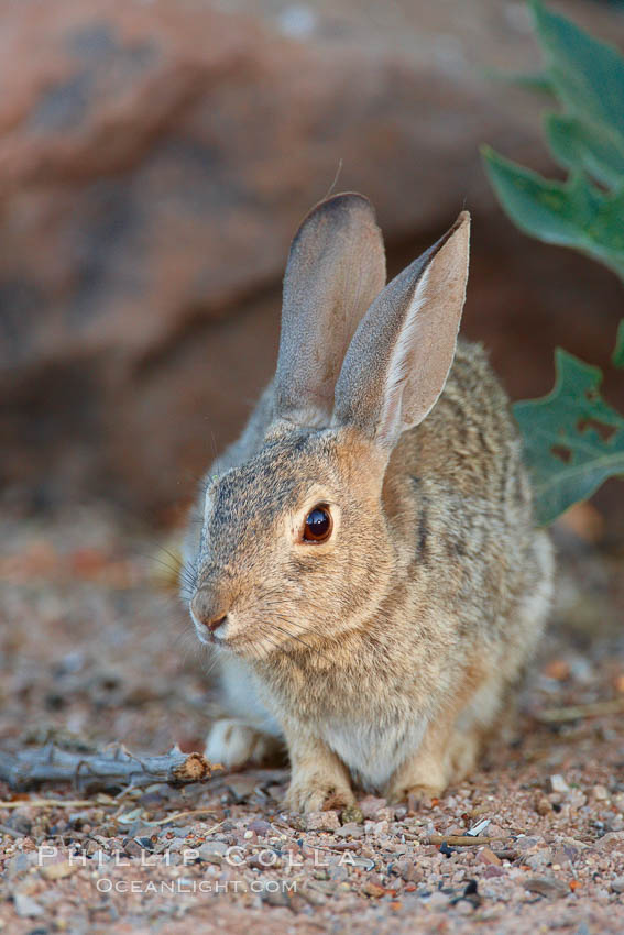 Desert cottontail, or Audubon's cottontail rabbit. Amado, Arizona, USA, Sylvilagus audubonii, natural history stock photograph, photo id 22892