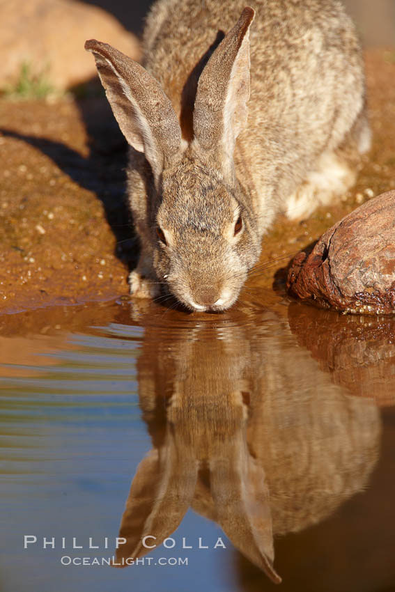 Desert cottontail, or Audubon's cottontail rabbit. Amado, Arizona, USA, Sylvilagus audubonii, natural history stock photograph, photo id 22907
