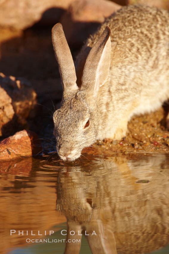 Desert cottontail, or Audubon's cottontail rabbit. Amado, Arizona, USA, Sylvilagus audubonii, natural history stock photograph, photo id 23029