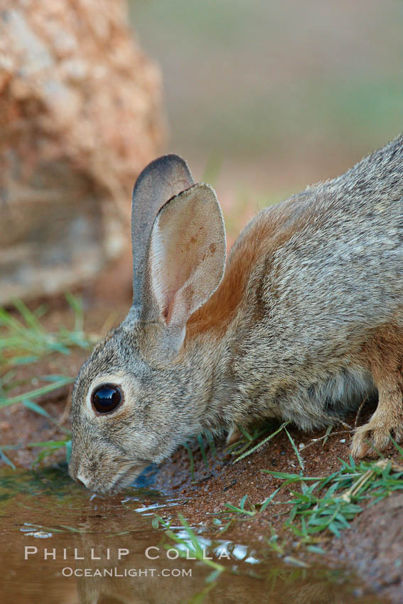 Desert cottontail, or Audubon's cottontail rabbit. Amado, Arizona, USA, Sylvilagus audubonii, natural history stock photograph, photo id 23073