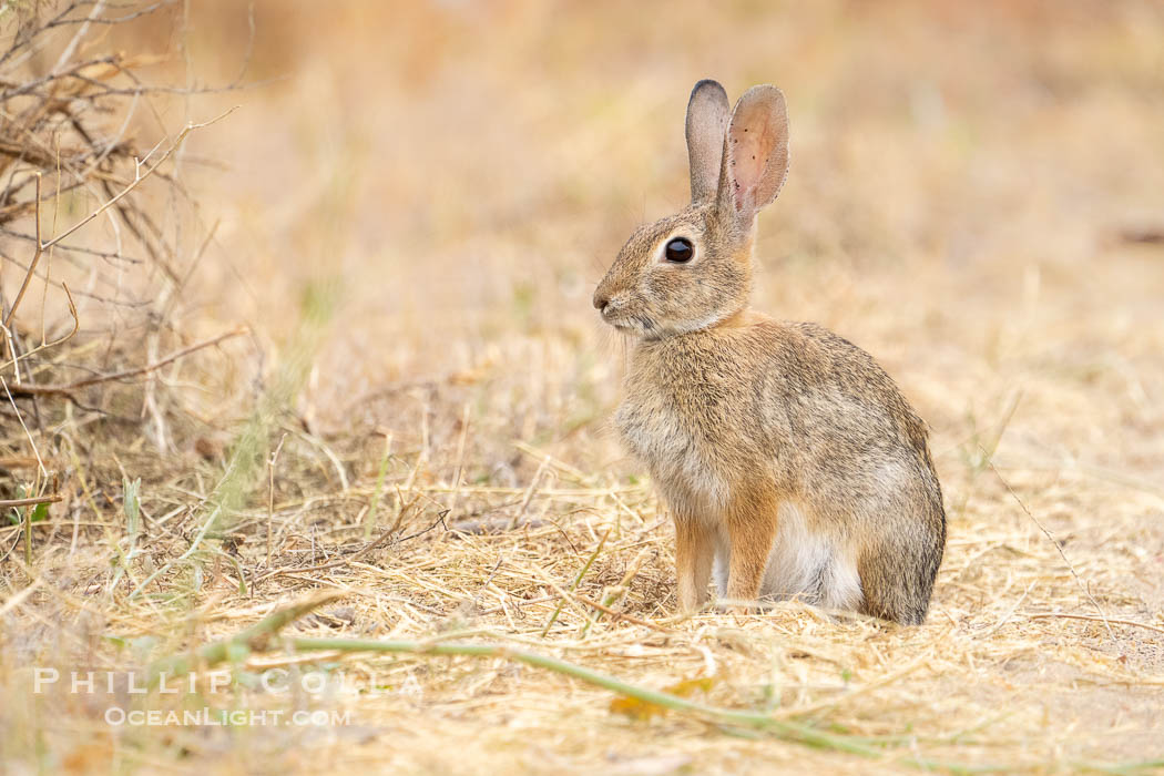 Desert Cottontail Rabbit at Lake Hodges, Escondido., natural history stock photograph, photo id 39394