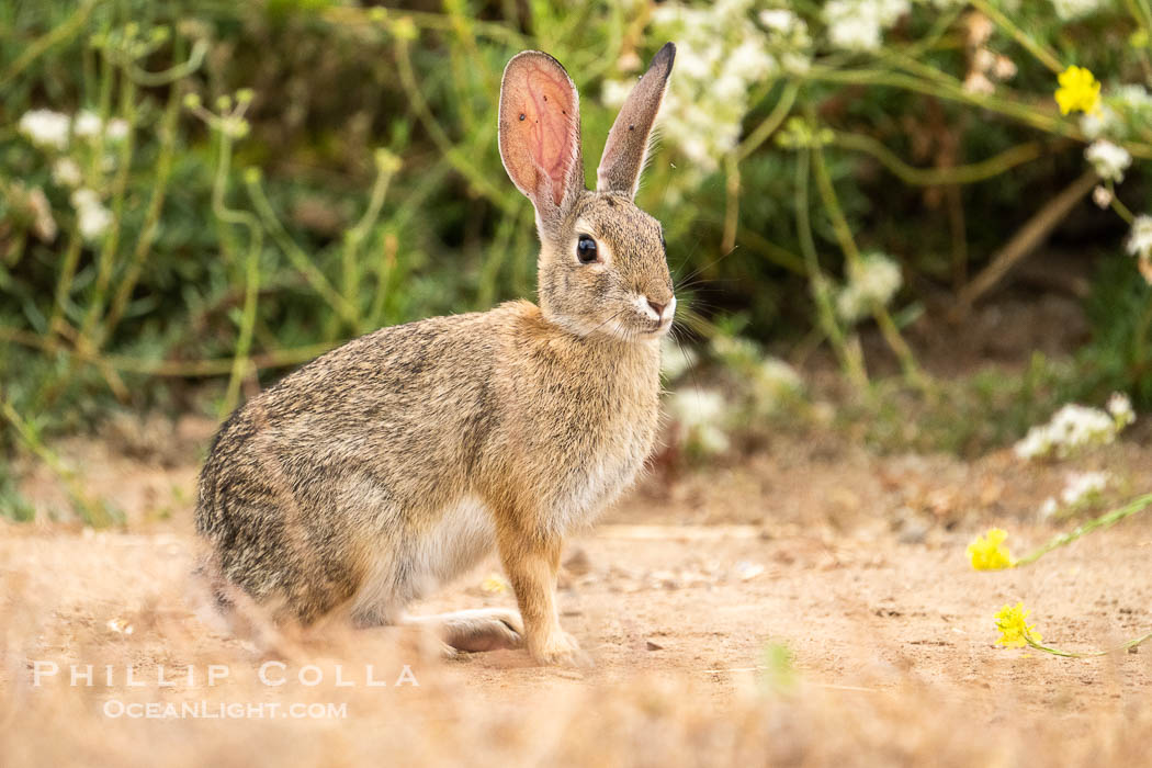 Desert Cottontail Rabbit at Lake Hodges, Escondido., natural history stock photograph, photo id 39393