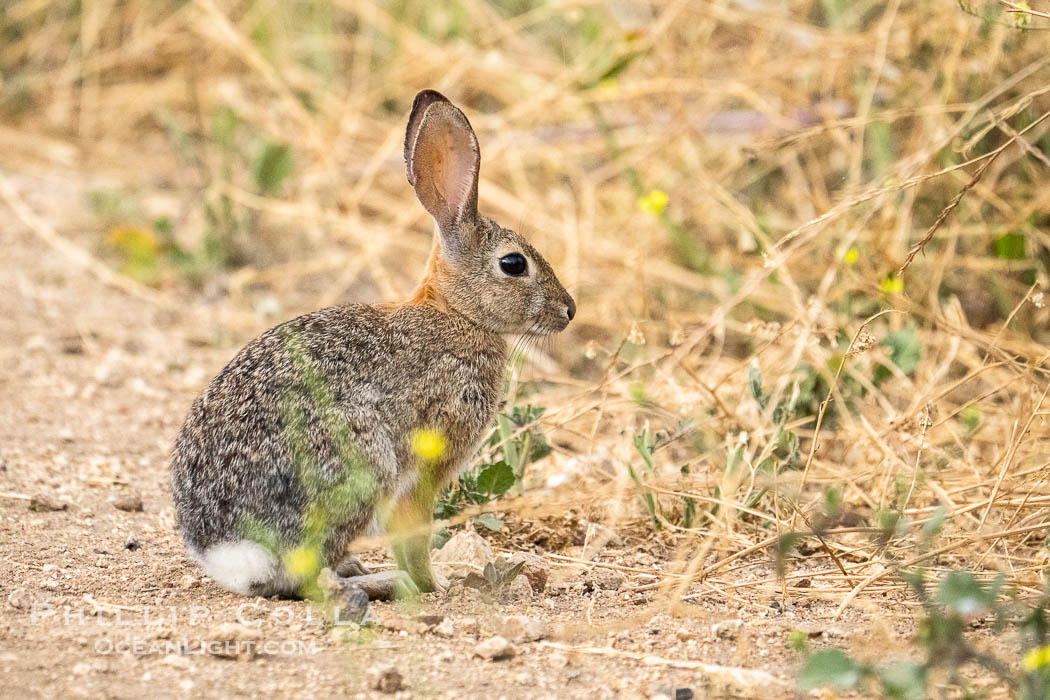 Desert Cottontail Rabbit, Lake Hodges, San Diego. California, USA, natural history stock photograph, photo id 39384