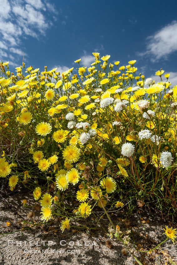 Desert dandelion (yellow) and Fremont pincushion (white) in bloom on the floor of the Anza Borrego valley.  Heavy winter rains led to a historic springtime bloom in 2005, carpeting the entire desert in vegetation and color for months. Anza-Borrego Desert State Park, Borrego Springs, California, USA, Chaenactis fremontii, Malacothrix glabrata, natural history stock photograph, photo id 10953