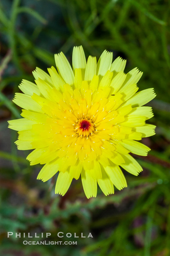 Desert dandelion is a common ephemeral wildflower of the Colorado Desert.  Young flowers have a red center.  Anza Borrego Desert State Park. Anza-Borrego Desert State Park, Borrego Springs, California, USA, natural history stock photograph, photo id 10529