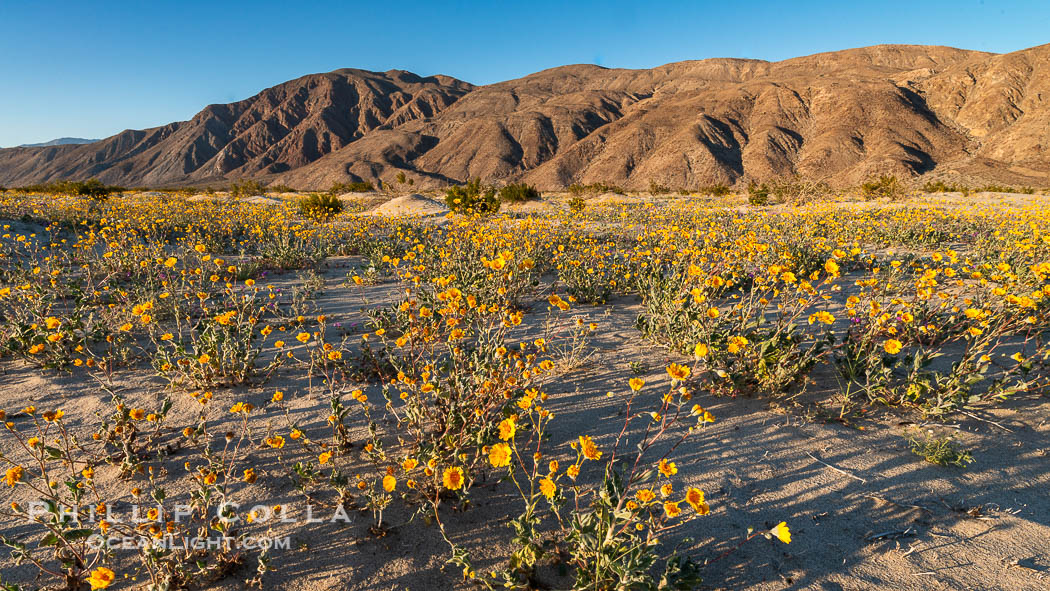 Desert Gold Wildflowers Spring Bloom in Anza-Borrego. Anza-Borrego Desert State Park, Borrego Springs, California, USA, Geraea canescens, natural history stock photograph, photo id 30550
