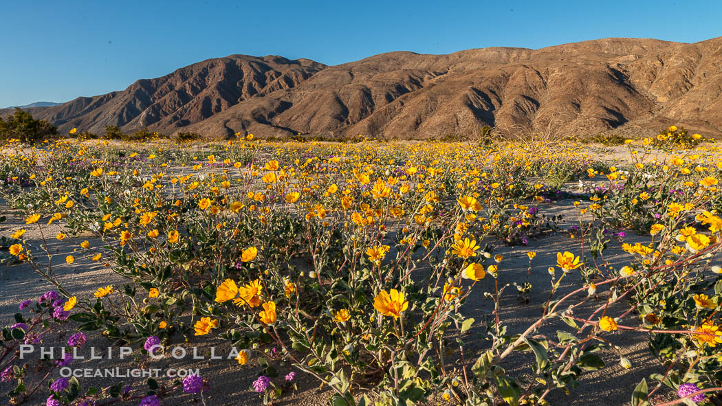 Desert Gold Wildflowers Spring Bloom in Anza-Borrego. Anza-Borrego Desert State Park, Borrego Springs, California, USA, Geraea canescens, natural history stock photograph, photo id 30548