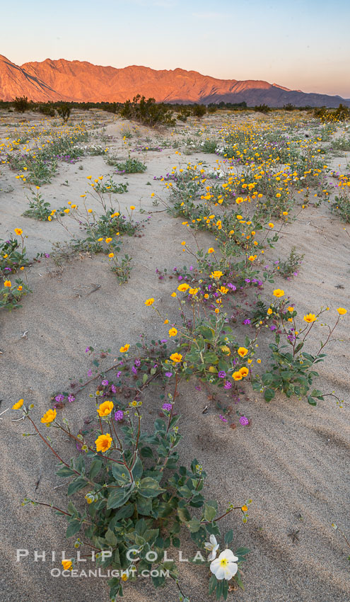 Desert Gold Wildflowers Spring Bloom in Anza-Borrego. Anza-Borrego Desert State Park, Borrego Springs, California, USA, Abronia villosa, Geraea canescens, Oenothera deltoides, natural history stock photograph, photo id 30535