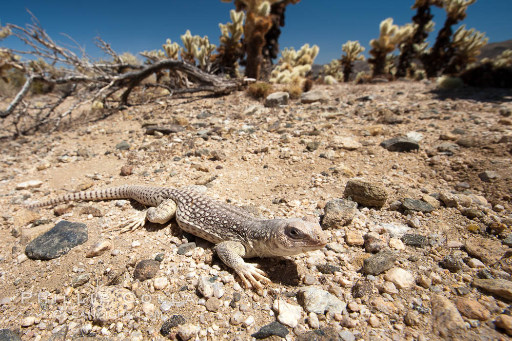 Desert iguana, one of the most common lizards of the Sonoran and Mojave deserts of the southwestern United States and northwestern Mexico. Joshua Tree National Park, California, USA, Dipsosaurus dorsalis, natural history stock photograph, photo id 26761