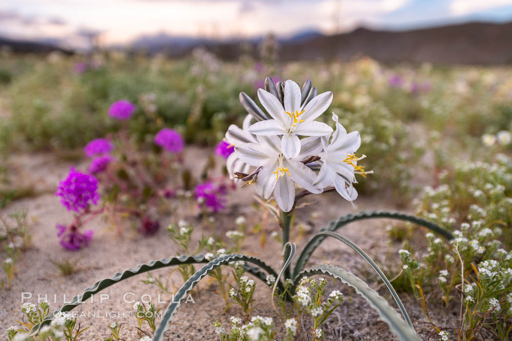 Desert Lily Hersperocallis undulata, Anza Borrego Desert State Park, Hesperocallis undulata, Anza-Borrego Desert State Park, Borrego Springs, California