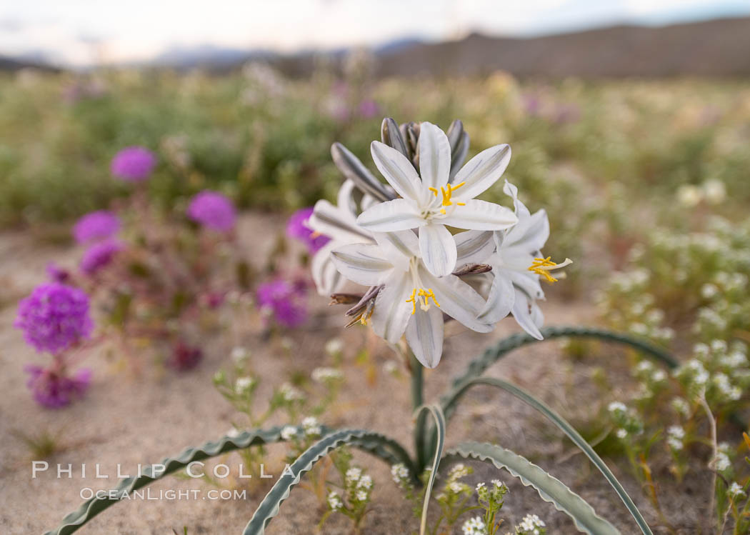 Desert Lily Hersperocallis undulata, Anza Borrego Desert State Park. Anza-Borrego Desert State Park, Borrego Springs, California, USA, Hesperocallis undulata, natural history stock photograph, photo id 35178