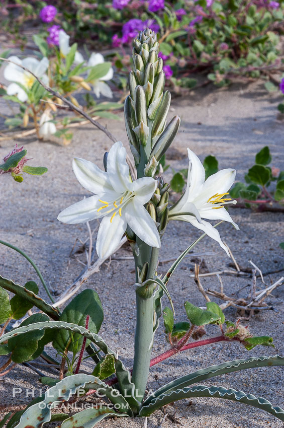 Desert Lily blooms in the sandy soils of the Colorado Desert.  It is fragrant and its flowers are similar to cultivated Easter lilies. Anza-Borrego Desert State Park, Borrego Springs, California, USA, Hesperocallis undulata, natural history stock photograph, photo id 10542