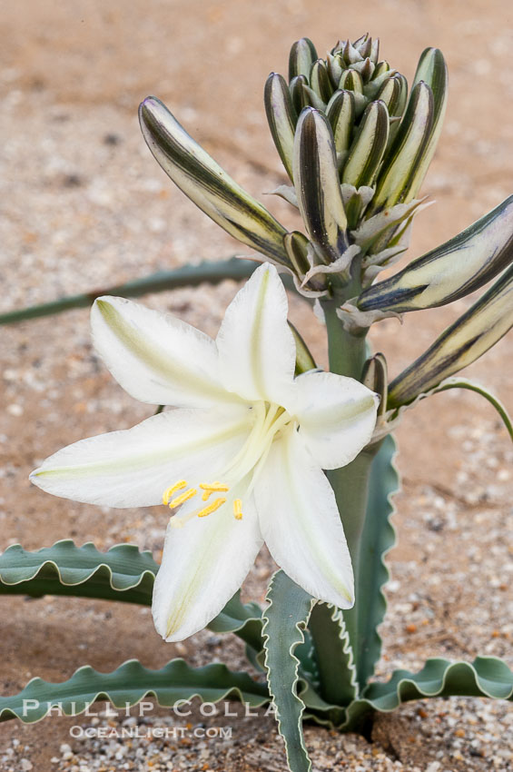 Desert Lily blooms in the sandy soils of the Colorado Desert.  It is fragrant and its flowers are similar to cultivated Easter lilies. Anza-Borrego Desert State Park, Borrego Springs, California, USA, Hesperocallis undulata, natural history stock photograph, photo id 10544