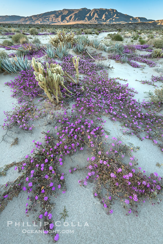Desert Sand Verbena in June Wash During Unusual Winter Bloom in January, fall monsoon rains led to a very unusual winter bloom in December and January in Anza Borrego Desert State Park in 2022/2023. Anza-Borrego Desert State Park, Borrego Springs, California, USA, natural history stock photograph, photo id 39030