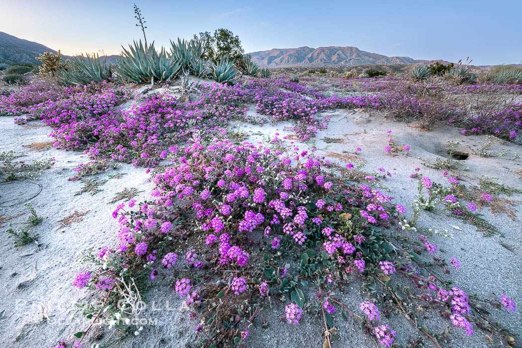 Desert Sand Verbena in June Wash During Unusual Winter Bloom in January, fall monsoon rains led to a very unusual winter bloom in December and January in Anza Borrego Desert State Park in 2022/2023. Anza-Borrego Desert State Park, Borrego Springs, California, USA, natural history stock photograph, photo id 39032
