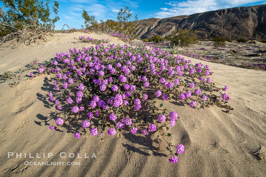 Desert Sand Verbena in the Coyote Canyon Wash During Unusual Winter Bloom in January, fall monsoon rains led to a very unusual winter bloom in December and January in Anza Borrego Desert State Park in 2022/2023. Anza-Borrego Desert State Park, Borrego Springs, California, USA, natural history stock photograph, photo id 39040