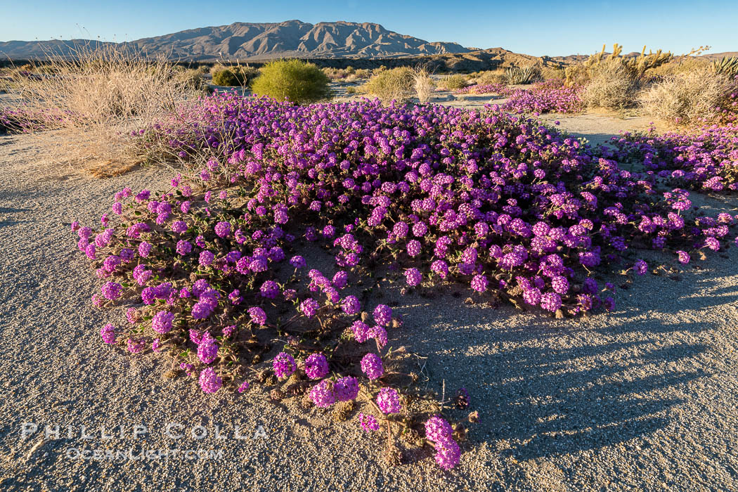 Desert Sand Verbena in June Wash During Unusual Winter Bloom in January, fall monsoon rains led to a very unusual winter bloom in December and January in Anza Borrego Desert State Park in 2022/2023. Anza-Borrego Desert State Park, Borrego Springs, California, USA, natural history stock photograph, photo id 39029