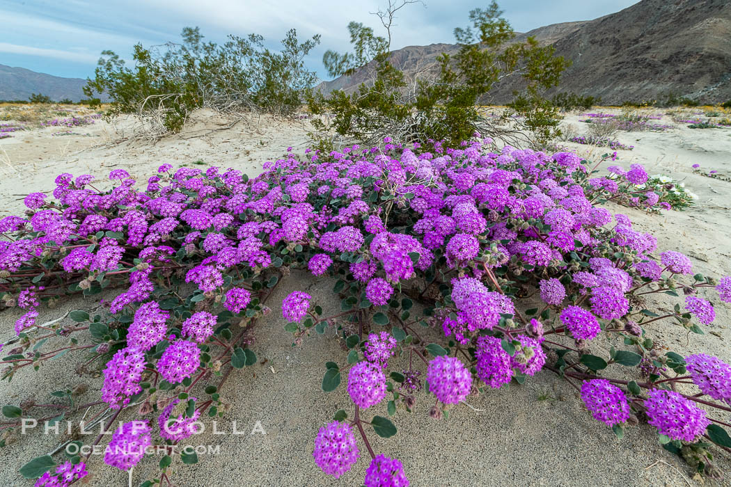 Desert Sand Verbena near Henderson Canyon Road During Unusual Winter Bloom in January, fall monsoon rains led to a very unusual winter bloom in December and January in Anza Borrego Desert State Park in 2022/2023. Anza-Borrego Desert State Park, Borrego Springs, California, USA, natural history stock photograph, photo id 39033