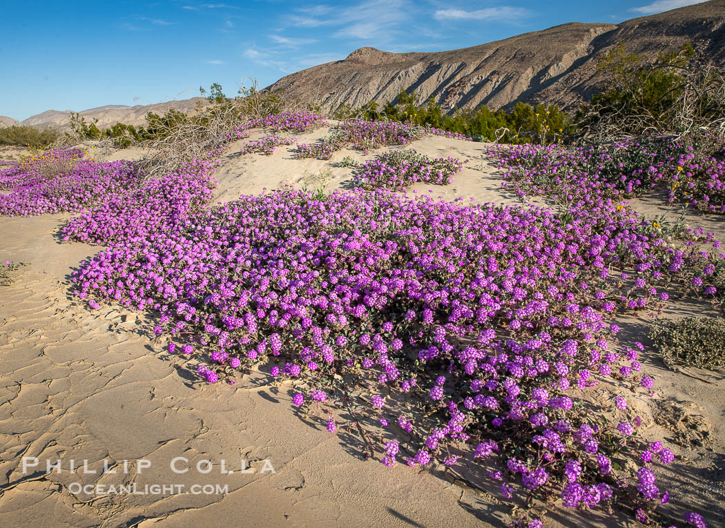 Desert Sand Verbena in the Coyote Canyon Wash During Unusual Winter Bloom in January, fall monsoon rains led to a very unusual winter bloom in December and January in Anza Borrego Desert State Park in 2022/2023. Anza-Borrego Desert State Park, Borrego Springs, California, USA, natural history stock photograph, photo id 39041