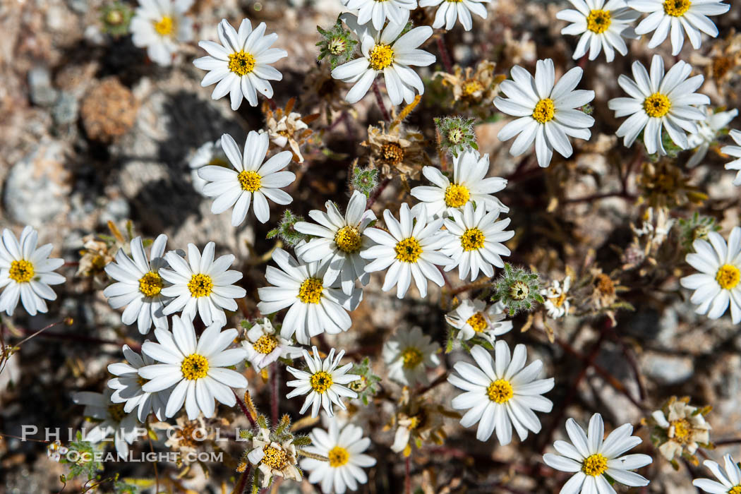 Desert star in spring bloom, a member of the sunflower family found in lower elevations of the Sonoran desert.  Heavy winter rains led to a historic springtime bloom in 2005, carpeting the entire desert in vegetation and color for months. Anza-Borrego Desert State Park, Borrego Springs, California, USA, Monoptilon bellioides, natural history stock photograph, photo id 10939