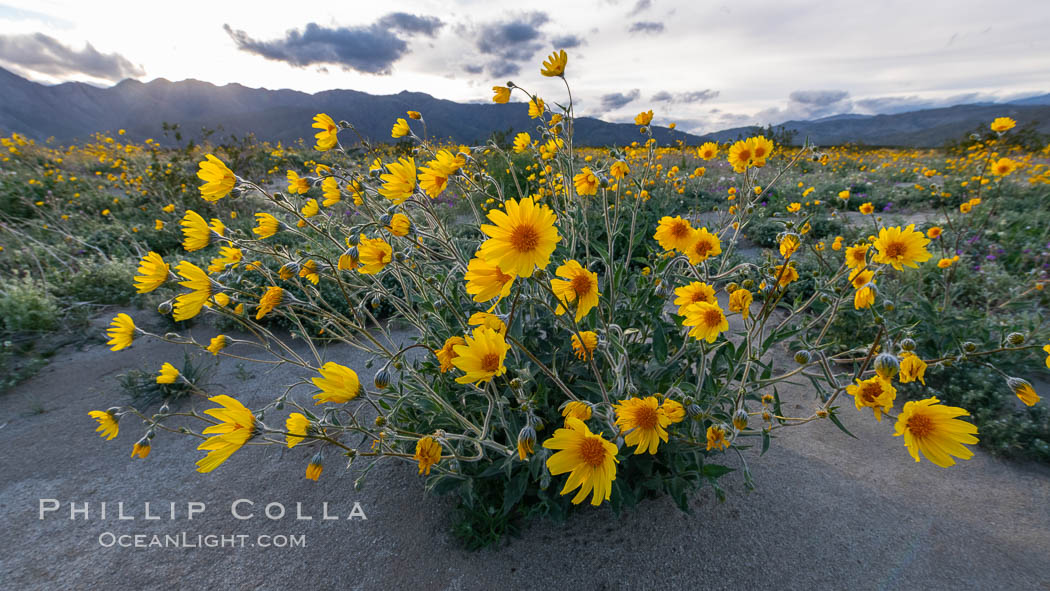 Desert Sunflower Blooming Across Anza Borrego Desert State Park. Anza-Borrego Desert State Park, Borrego Springs, California, USA, natural history stock photograph, photo id 35172
