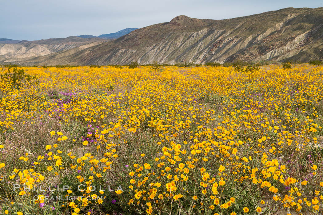 Desert Sunflower Blooming Across Anza Borrego Desert State Park. Anza-Borrego Desert State Park, Borrego Springs, California, USA, Geraea canescens, natural history stock photograph, photo id 35196