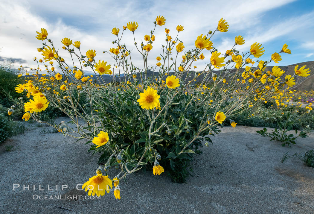 Desert Sunflower Blooming Across Anza Borrego Desert State Park. Anza-Borrego Desert State Park, Borrego Springs, California, USA, Geraea canescens, natural history stock photograph, photo id 35179