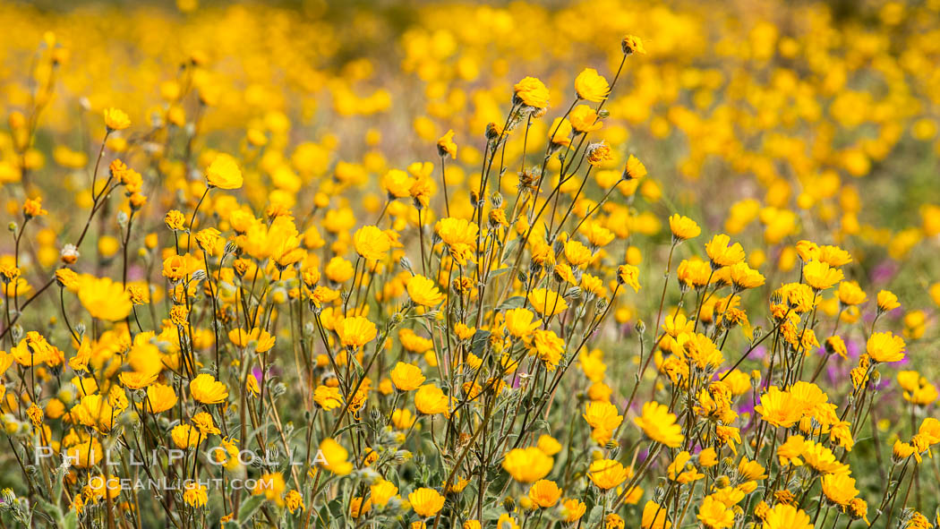 Desert Sunflower Blooming Across Anza Borrego Desert State Park. Anza-Borrego Desert State Park, Borrego Springs, California, USA, Geraea canescens, natural history stock photograph, photo id 35197