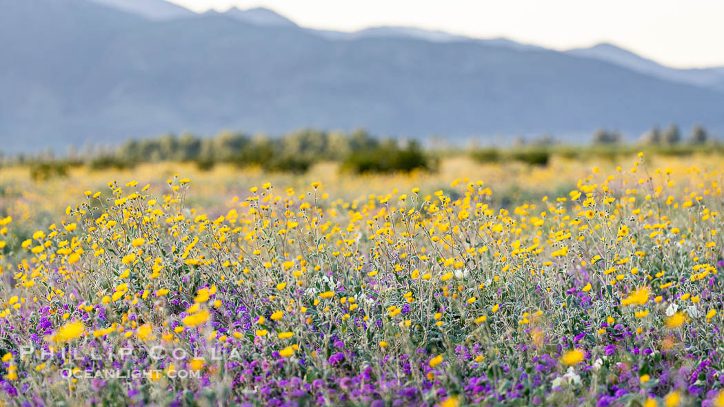 Desert Sunflower Blooming Anza Borrego Desert State Park. Anza-Borrego Desert State Park, Borrego Springs, California, USA, Geraea canescens, natural history stock photograph, photo id 40277