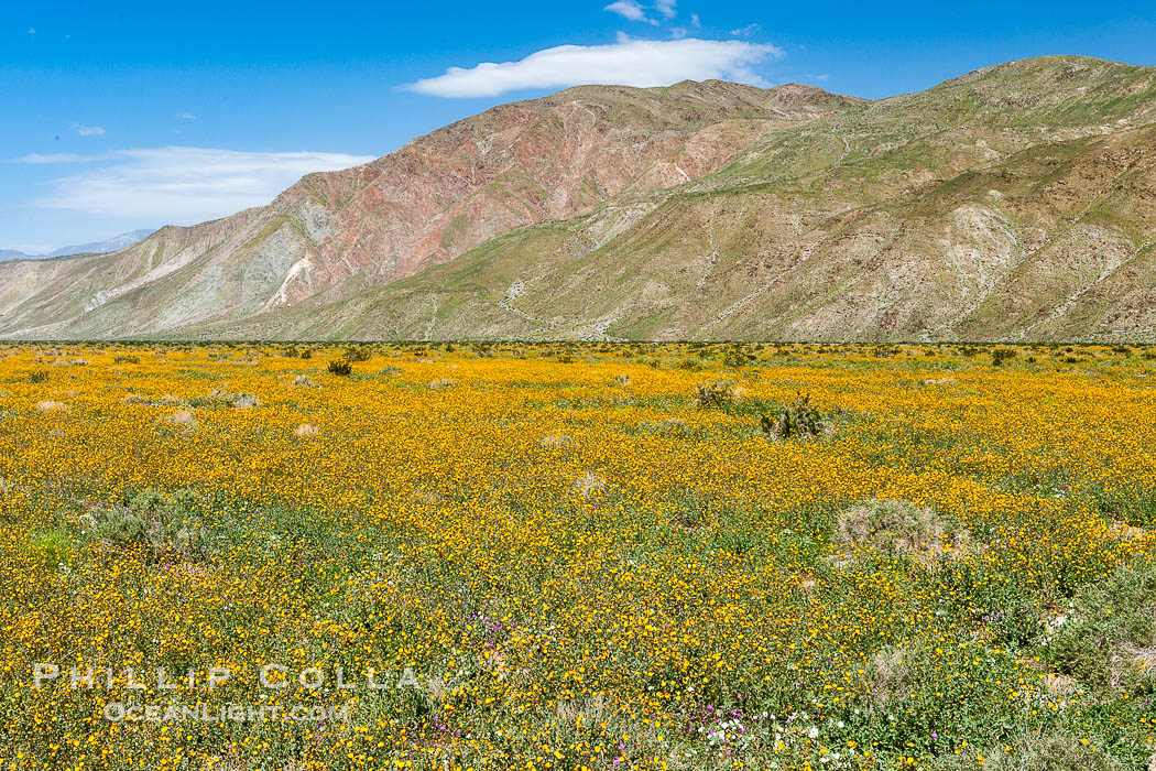 Desert sunflowers (yellow centers) and dune sunflowers (brown centers) in bloom along Henderson Canyon Road, a popular flower viewing spot in the Borrego Valley.  Heavy winter rains led to a historic springtime bloom in 2005, carpeting the entire desert in vegetation and color for months. Anza-Borrego Desert State Park, Borrego Springs, California, USA, Geraea canescens, Helianthus niveus canescens, natural history stock photograph, photo id 10942