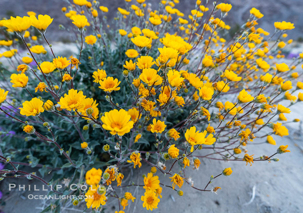 Desert Sunflower in the Coyote Canyon Wash During Unusual Winter Bloom in January, fall monsoon rains led to a very unusual winter bloom in December and January in Anza Borrego Desert State Park in 2022/2023. Anza-Borrego Desert State Park, Borrego Springs, California, USA, natural history stock photograph, photo id 39034