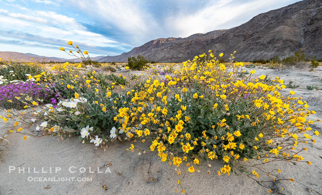 Desert Sunflower in the Coyote Canyon Wash During Unusual Winter Bloom in January, fall monsoon rains led to a very unusual winter bloom in December and January in Anza Borrego Desert State Park in 2022/2023. Anza-Borrego Desert State Park, Borrego Springs, California, USA, natural history stock photograph, photo id 39037