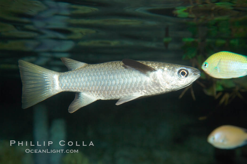 Diamond scale mullet., Liza vaigiensis, natural history stock photograph, photo id 12958