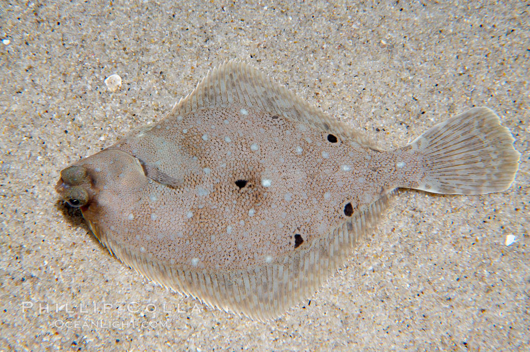 Diamond turbot, a common inhabitant of sand flats, bears a coloration that blends with the sand bottom well., Hypsopsetta guttulata, natural history stock photograph, photo id 14487