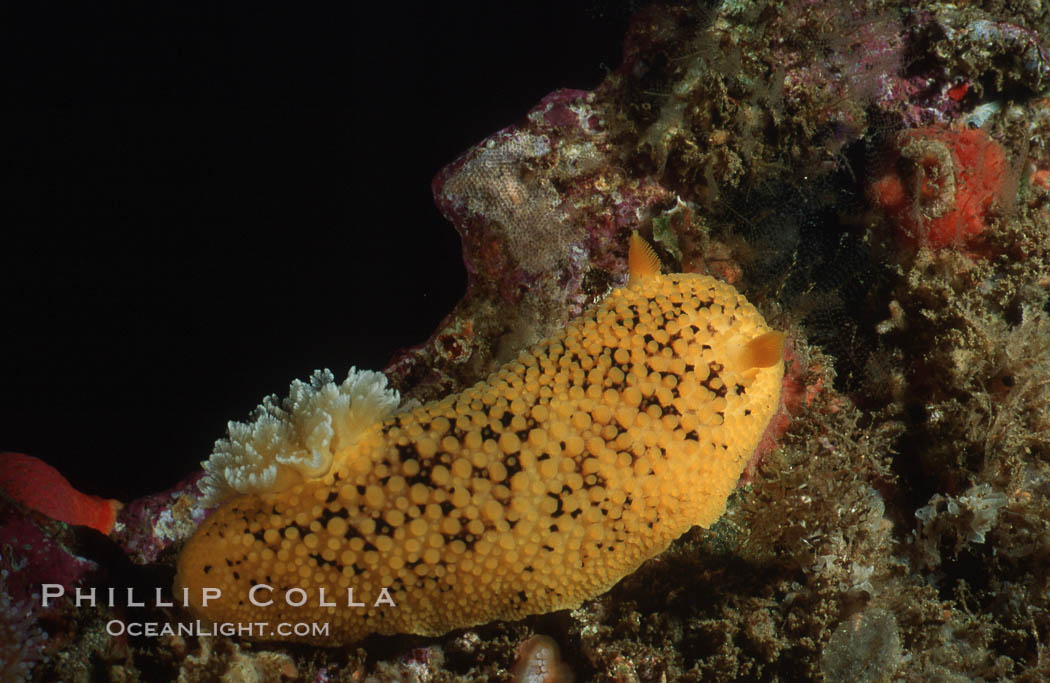 Sea lemon. California, USA, Diaulula nobilis, natural history stock photograph, photo id 01940