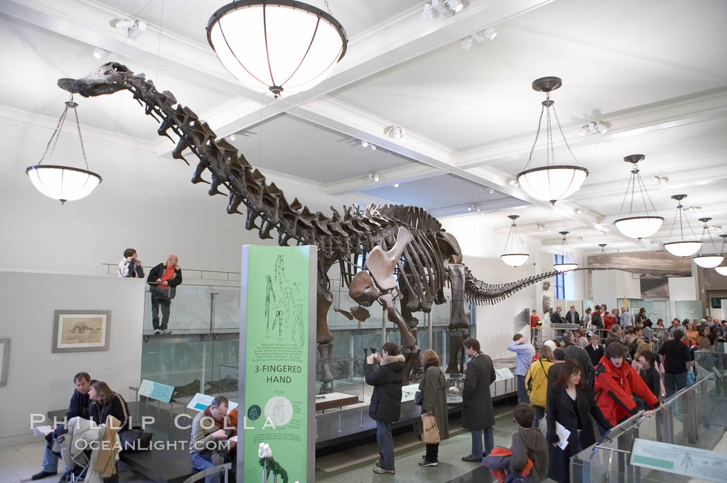 Seen at the American Museum of Natural History. New York City, USA, natural history stock photograph, photo id 11250