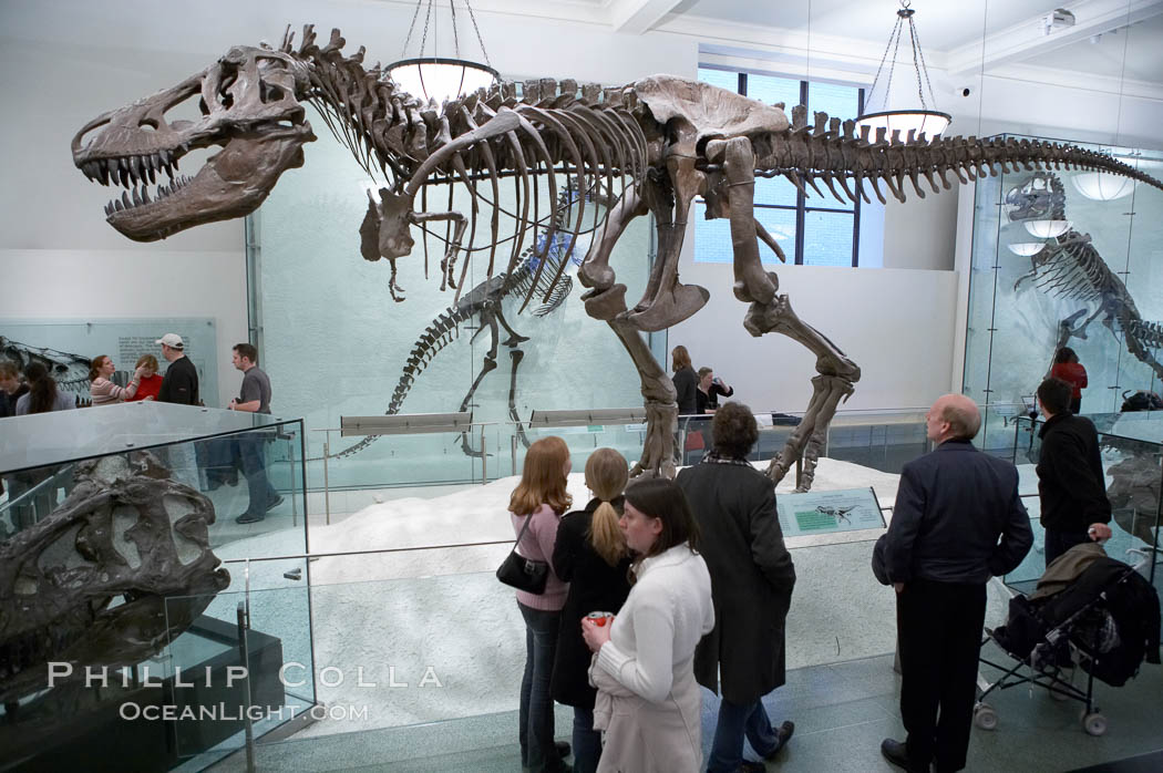 Seen at the American Museum of Natural History. New York City, USA, natural history stock photograph, photo id 11249