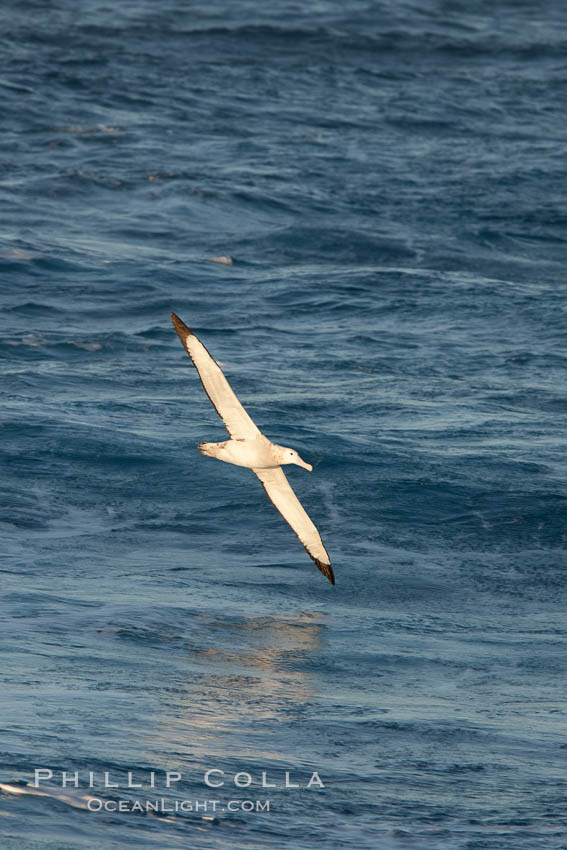 Wandering albatross in flight, over the open sea.  The wandering albatross has the largest wingspan of any living bird, with the wingspan between, up to 12' from wingtip to wingtip.  It can soar on the open ocean for hours at a time, riding the updrafts from individual swells, with a glide ratio of 22 units of distance for every unit of drop.  The wandering albatross can live up to 23 years.  They hunt at night on the open ocean for cephalopods, small fish, and crustaceans. The survival of the species is at risk due to mortality from long-line fishing gear. Southern Ocean, Diomedea exulans, natural history stock photograph, photo id 24174