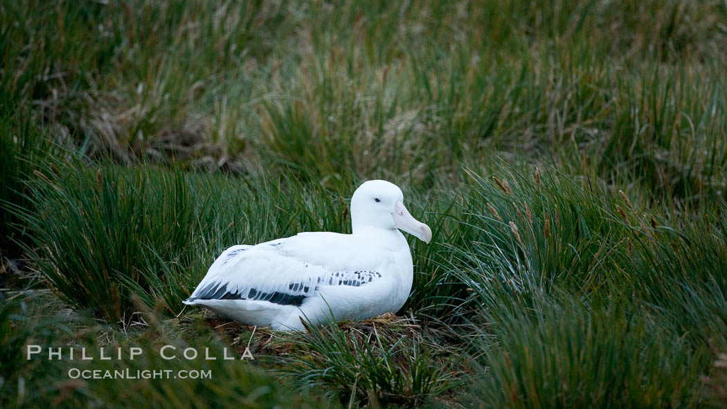 Wandering albatross, on nest in the Prion Island colony.  The wandering albatross has the largest wingspan of any living bird, with the wingspan between, up to 12' from wingtip to wingtip. It can soar on the open ocean for hours at a time, riding the updrafts from individual swells, with a glide ratio of 22 units of distance for every unit of drop. The wandering albatross can live up to 23 years. They hunt at night on the open ocean for cephalopods, small fish, and crustaceans. The survival of the species is at risk due to mortality from long-line fishing gear. South Georgia Island, Diomedea exulans, natural history stock photograph, photo id 24394