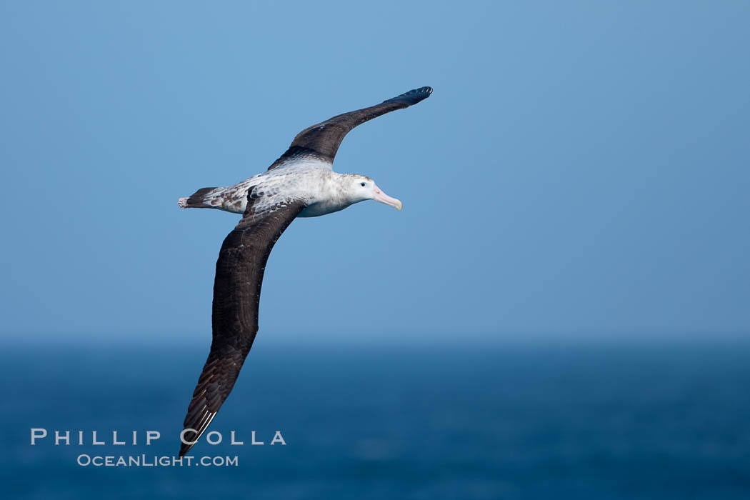 Wandering albatross in flight, over the open sea.  The wandering albatross has the largest wingspan of any living bird, with the wingspan between, up to 12' from wingtip to wingtip.  It can soar on the open ocean for hours at a time, riding the updrafts from individual swells, with a glide ratio of 22 units of distance for every unit of drop.  The wandering albatross can live up to 23 years.  They hunt at night on the open ocean for cephalopods, small fish, and crustaceans. The survival of the species is at risk due to mortality from long-line fishing gear. Southern Ocean, Diomedea exulans, natural history stock photograph, photo id 24171