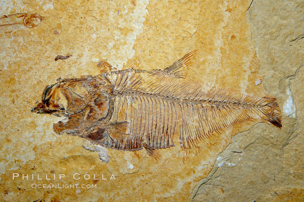 Fossil fish of the Eocene era, found in Fossil Lake, Green River Formation, Kemmerer, Wyoming.  From a private collection.  Order: Ellimmichyiformes: Family; Ellimmichthyidae; Diplomystus. USA, Dipolomystus, natural history stock photograph, photo id 21487
