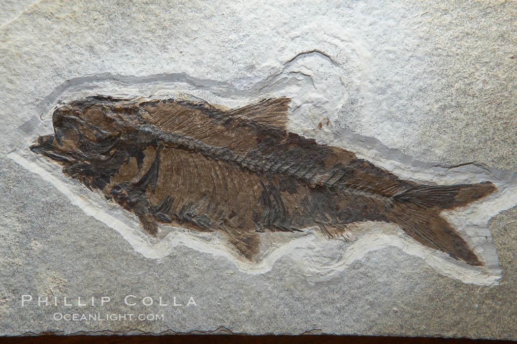 Fossil fish of the Eocene era, found in Fossil Lake, Green River Formation, Kemmerer, Wyoming.  From a private collection.  Order: Ellimmichyiformes: Family; Ellimmichthyidae; Diplomystus. USA, Dipolomystus, natural history stock photograph, photo id 21489