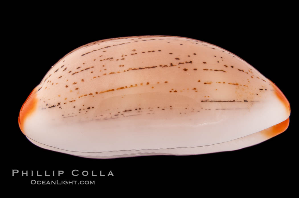 Dirty-Yellow Cowrie., Cypraea isabella rumphii, natural history stock photograph, photo id 08418