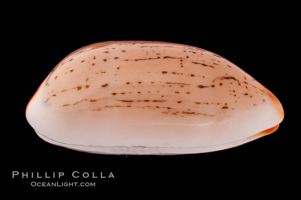 Dirty-Yellow Cowrie., Cypraea isabella, natural history stock photograph, photo id 08422