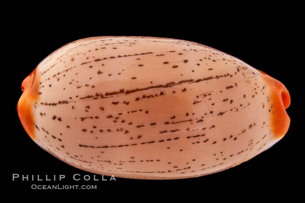 Dirty-Yellow Cowrie., Cypraea isabella rumphii, natural history stock photograph, photo id 08416