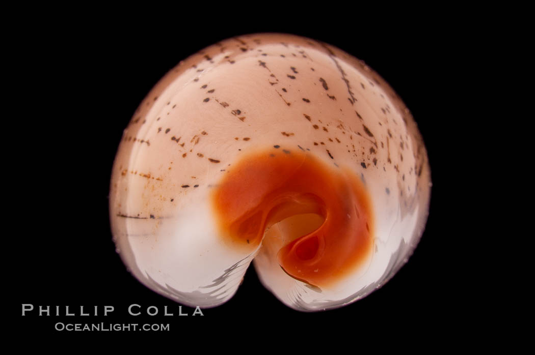 Dirty-Yellow Cowrie., Cypraea isabella rumphii, natural history stock photograph, photo id 08419