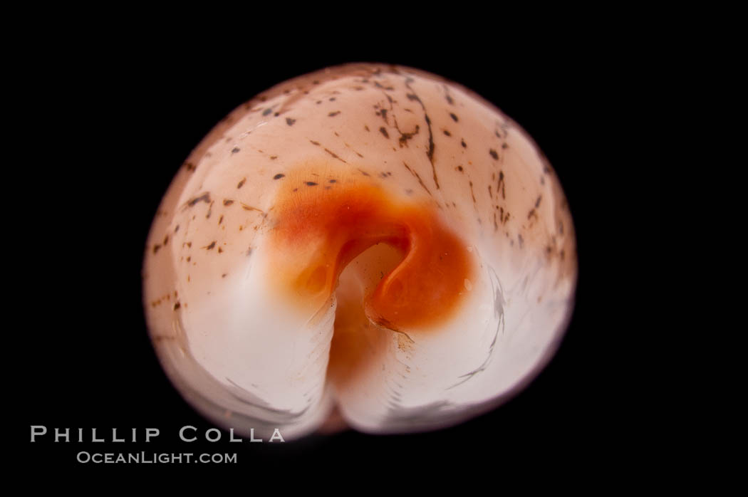 Dirty-Yellow Cowrie., Cypraea isabella, natural history stock photograph, photo id 08423