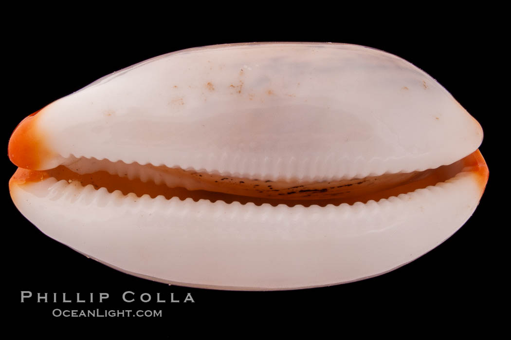 Dirty-Yellow Cowrie., Cypraea isabella rumphii, natural history stock photograph, photo id 08417