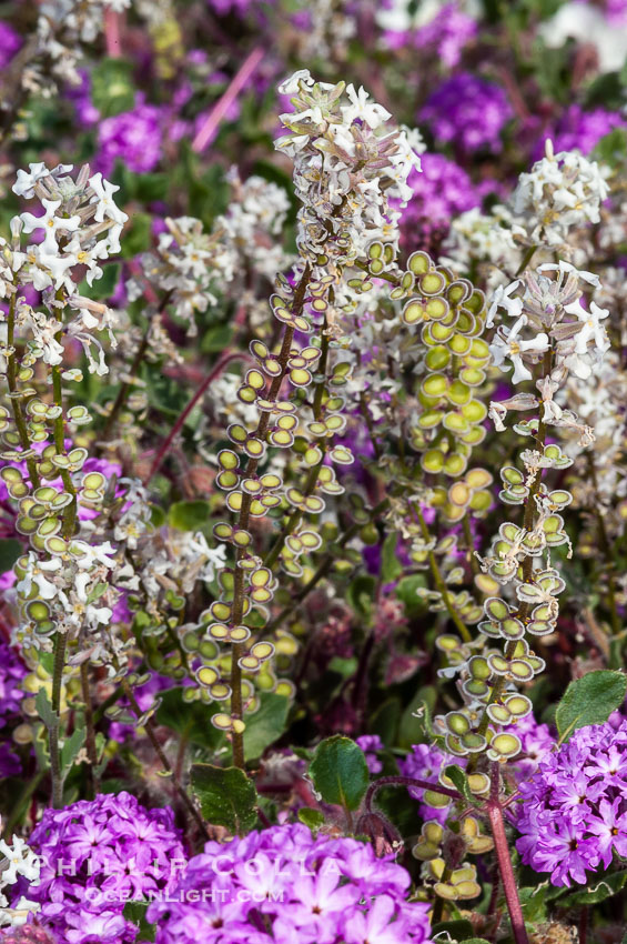 Spectacle pod blooms in spring.  Its unique, two-lobed fruits are visible attached to the stem.  It is a common ephemeral spring wildflower, found in washes of the Colorado Desert.  Anza Borrego Desert State Park. Anza-Borrego Desert State Park, Borrego Springs, California, USA, Dithyrea californica, natural history stock photograph, photo id 10508